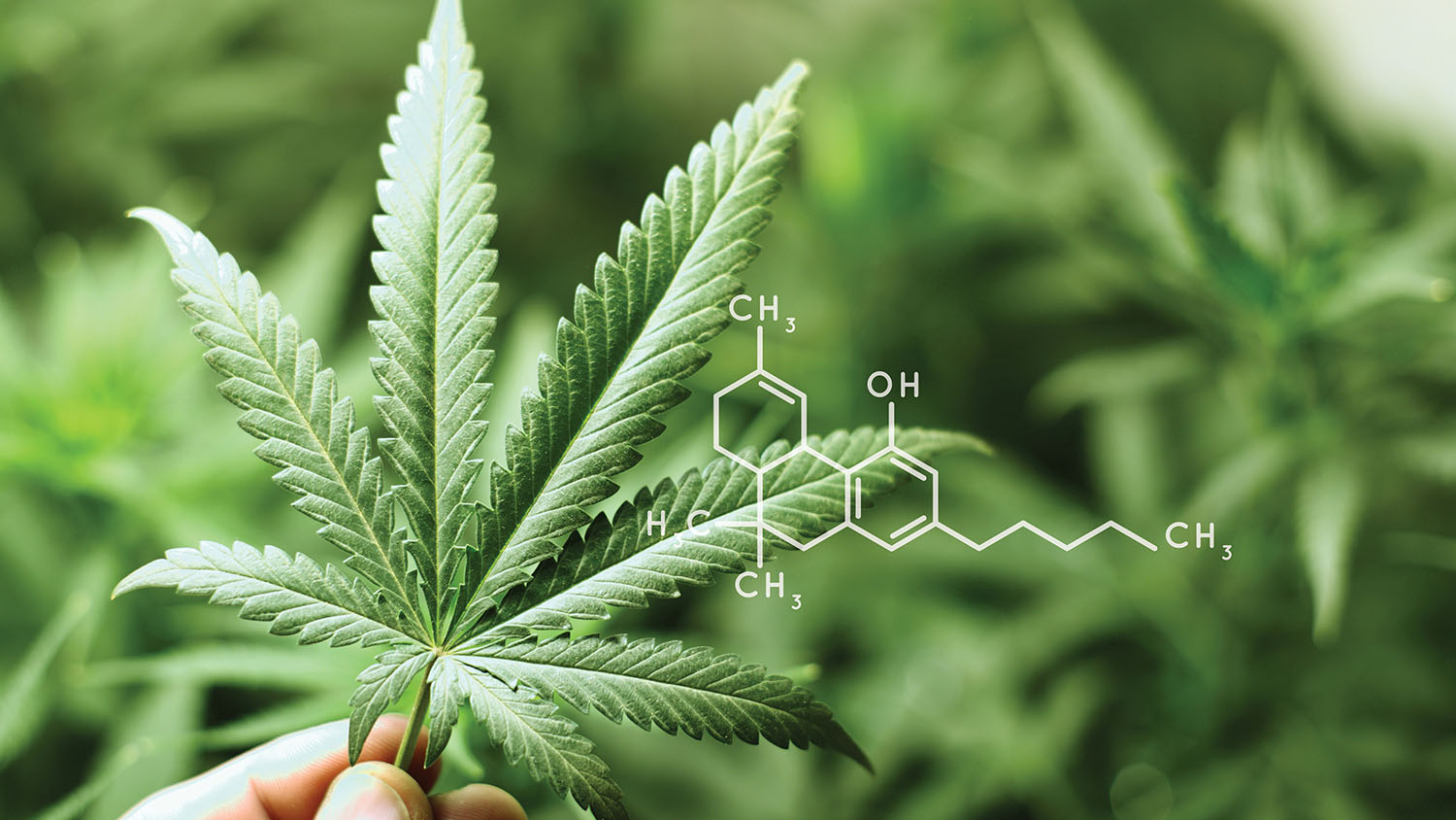 The ABCs of CBD and THC